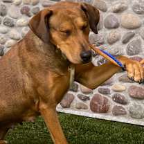 Thumbnail photo of EMBER #4