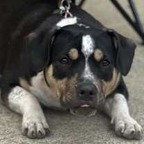 Thumbnail photo of Lila #4