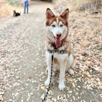 Thumbnail photo of Odin #2