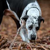 Thumbnail photo of Isabelle #1