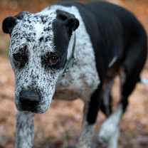 Thumbnail photo of Isabelle #3