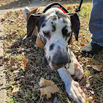 Thumbnail photo of Harley (Harl) Moose #1