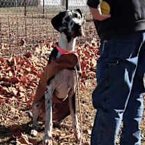 Thumbnail photo of Harley (Harl) Moose #2