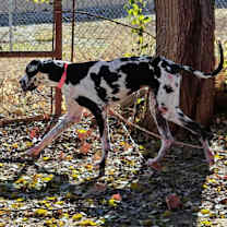 Thumbnail photo of Harley (Harl) Moose #3