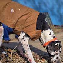 Thumbnail photo of Harley (Harl) Moose #4