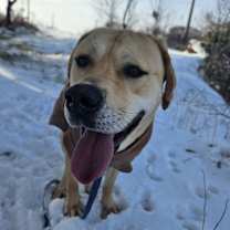 Thumbnail photo of Bella #2