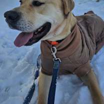 Thumbnail photo of Bella #3