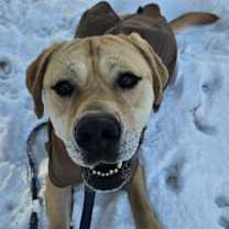 Thumbnail photo of Bella #1