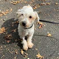 Thumbnail photo of Suni #4