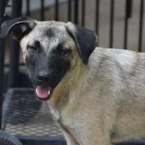 Thumbnail photo of Skye #1