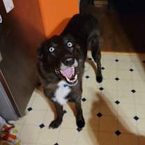 Thumbnail photo of Chase #2
