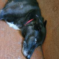 Thumbnail photo of Chase #4