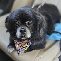 Thumbnail photo of Pete #4