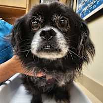 Thumbnail photo of Pete #2