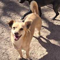 Thumbnail photo of Minion #1