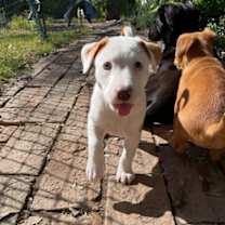 Thumbnail photo of Toad #4