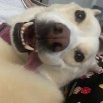 Thumbnail photo of Maya #1