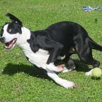 Thumbnail photo of Gabby #4