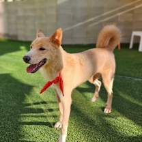 Thumbnail photo of Cookie #2