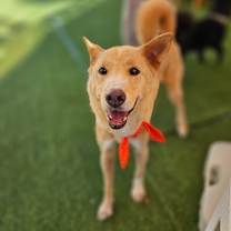 Thumbnail photo of Cookie #3