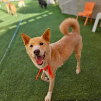 Thumbnail photo of Cookie #4