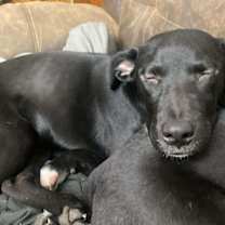 Thumbnail photo of Shay #2