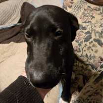 Thumbnail photo of Shay #3