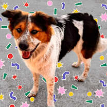 Thumbnail photo of Flynn rider #1