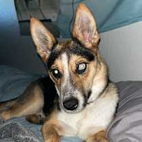 Thumbnail photo of Fox #2