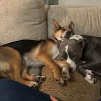 Thumbnail photo of Fox #3