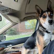 Thumbnail photo of Fox #4