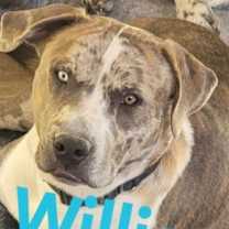 Thumbnail photo of Willie #1