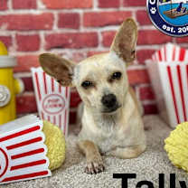 Thumbnail photo of Tally #1