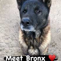 Thumbnail photo of Bronx #3