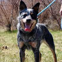 Thumbnail photo of Brindle #1