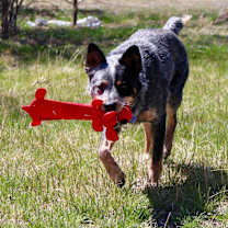 Thumbnail photo of Brindle #2