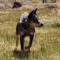 Thumbnail photo of Brindle #3