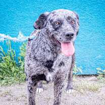 Thumbnail photo of Reva #1