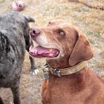 Thumbnail photo of Reva #2