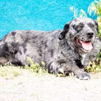 Thumbnail photo of Reva #3