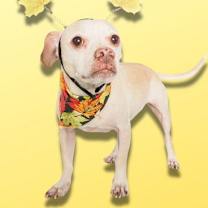 adopt-pet