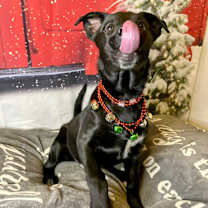 Thumbnail photo of Ivy #3