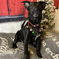 Thumbnail photo of Ivy #1