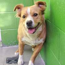 adopt-pet