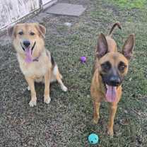 Thumbnail photo of Dove #2