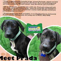 Thumbnail photo of Prada #1