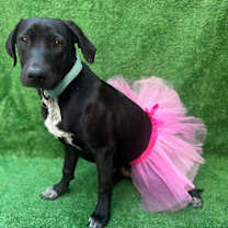 Thumbnail photo of Prada #2