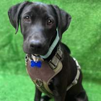 Thumbnail photo of Prada #3