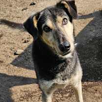 Thumbnail photo of Scooby Doo #1