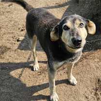 Thumbnail photo of Scooby Doo #2